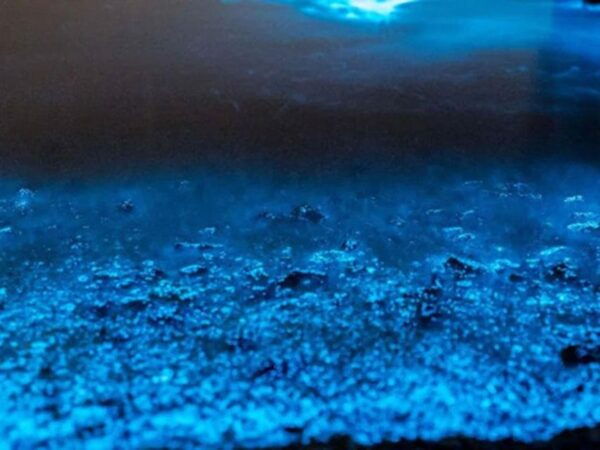 From Phi Phi: Sunset & Bioluminescent Plankton Snorkel Tour - Common Questions