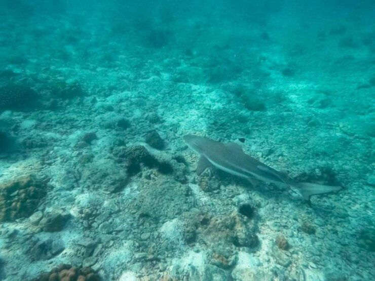 From Phi Phi:Watch Sunset at Maya Bay, Planktron and Snorkel - Activity Details