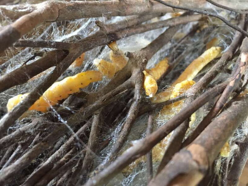 From Phnom Penh: Half-Day Silk Island Tour with Guide - Who Is This Tour Best For?