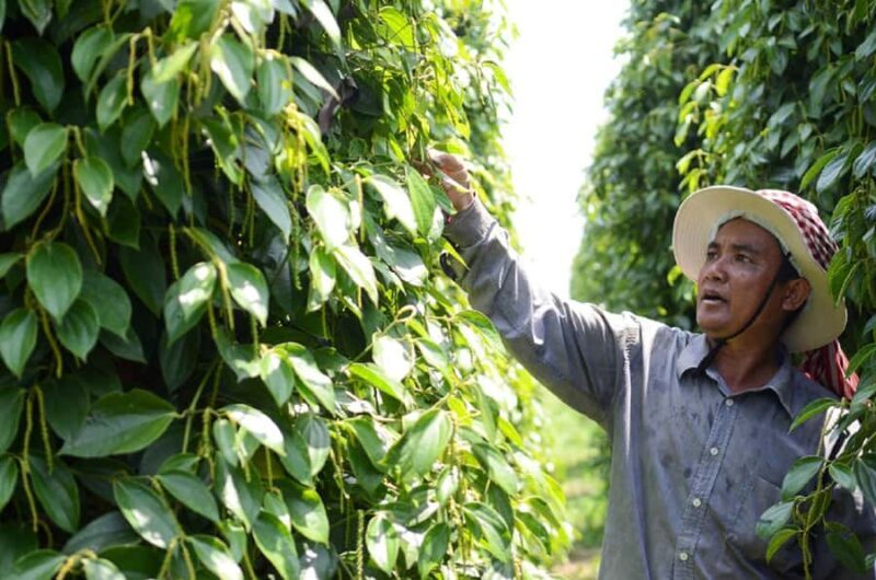 From Phnom Penh: Kampot and Kep City Trip - An In-Depth Look at the Phnom Penh to Kampot & Kep Tour