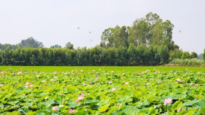 From Phu Quoc: Mekong Delta Floating Market 3 Day Exit HCM - Cham Minority Village Visit