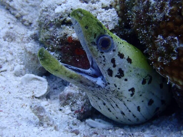 From Phuket 3 Dives Koh Phi Phi Certified Diver FREE PHOTOS - Diving Experience