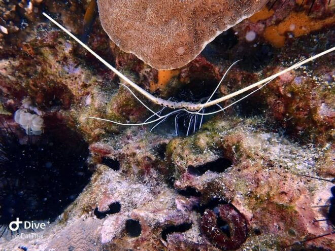 From Phuket 3 Dives Koh Phi Phi Certified Diver FREE PHOTOS - Included Amenities