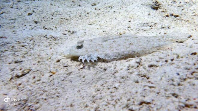 From Phuket 3 Dives Koh Phi Phi Certified Diver FREE PHOTOS - Booking and Cancellation Policy