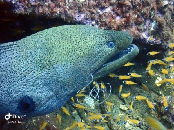 From Phuket 3 Dives Koh Phi Phi Certified Diver FREE PHOTOS - Marine Life Encounters
