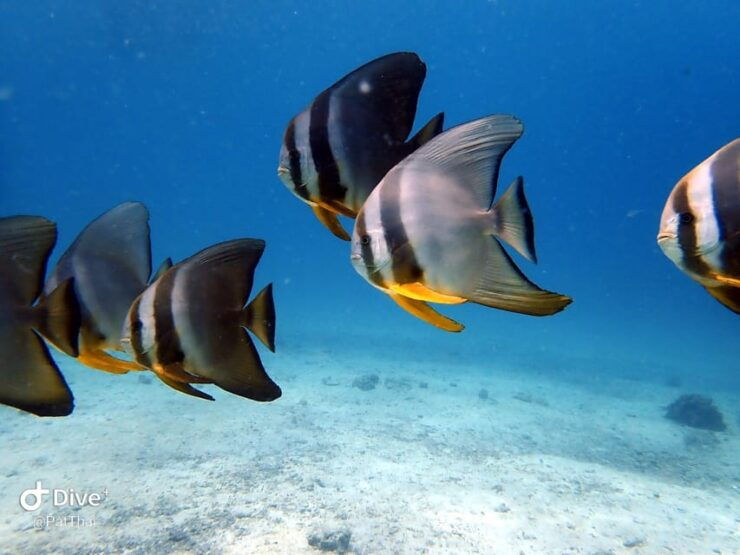 From Phuket 3 Dives Racha Noi/Yai Certified Diver FREE PHOTO - Key Points