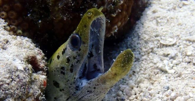 From Phuket 3 Dives Racha Noi/Yai Certified Diver FREE PHOTO - Safety and Conservation Practices