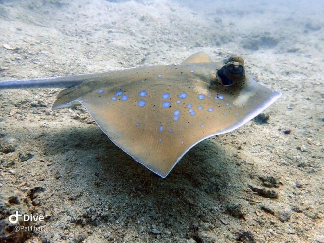 From Phuket 3 Dives Racha Noi/Yai Certified Diver FREE PHOTO - What to Bring