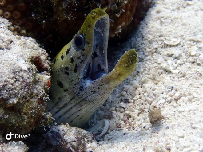 From Phuket 3 Dives Racha Noi/Yai Certified Diver FREE PHOTO - Transportation Information