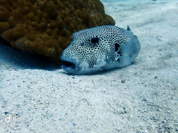 From Phuket 3 Dives Racha Noi/Yai Certified Diver FREE PHOTO - Booking and Cancellation Policy