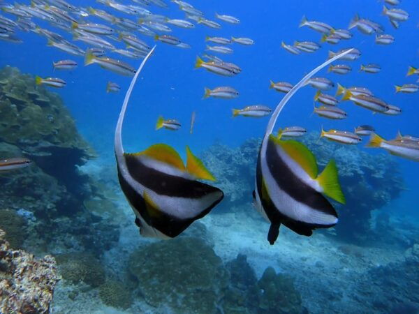 From Phuket 3 Dives Racha Noi/Yai Certified Diver FREE PHOTO - Questions You May Have