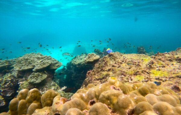 From Phuket: Day Trip to Phi Phi With Private Longtail Tour - Common Questions