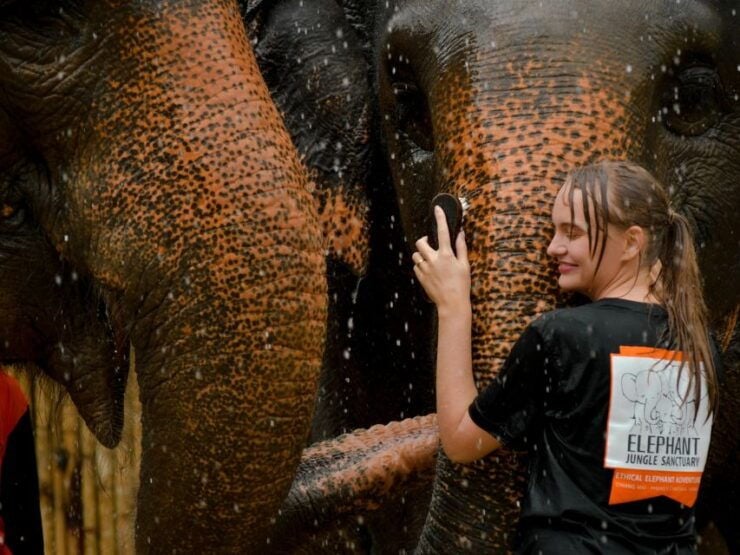 From Phuket: Elephant Jungle Sanctuary Feed and Shower Trip - Activity Details