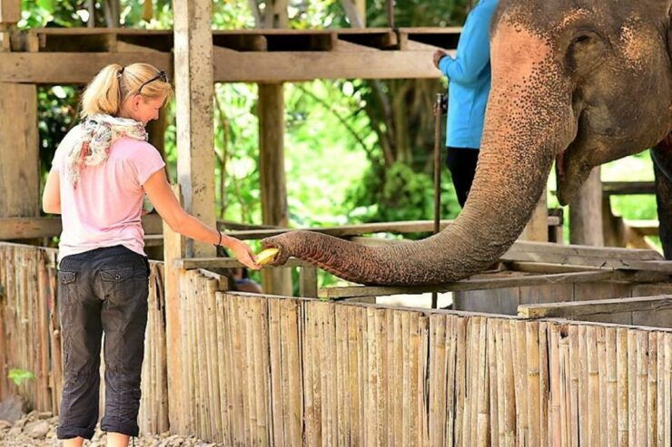 From Phuket: Elephant & Sea Turtle Conservation Private Tour - Tour Highlights