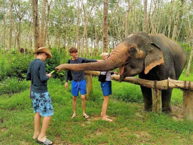 From Phuket: Elephant & Sea Turtle Conservation Private Tour - Additional Reviews
