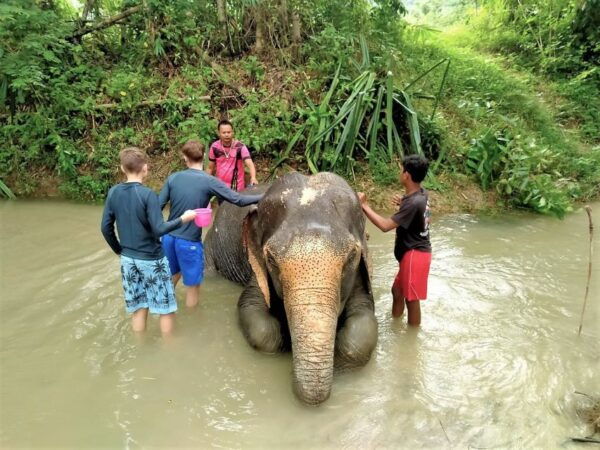 From Phuket: Elephant & Sea Turtle Conservation Private Tour - The Sum Up
