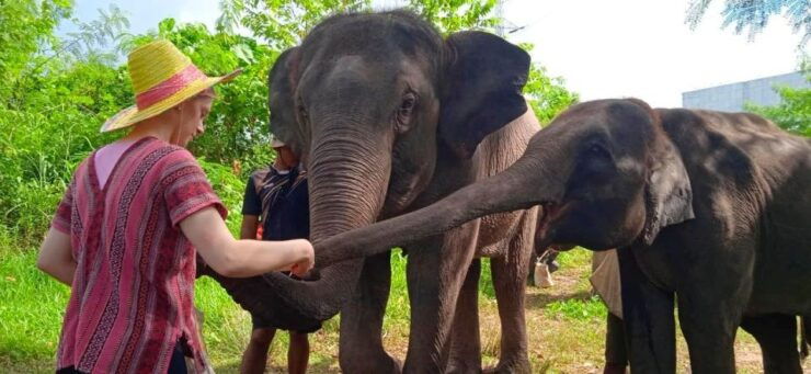 From Phuket: Ethical Elephant Interactive Trek and Tour - Booking Details