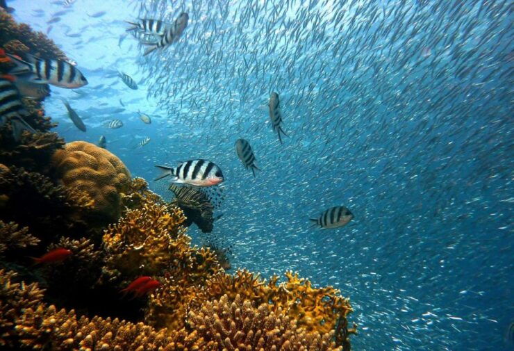From Phuket: Full-Day Similan Island Scuba Diving Day Trip - Booking Details