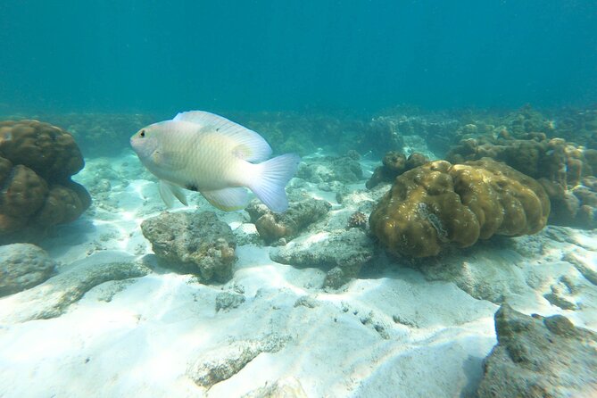 From Phuket: Full Day Trip James Bond Island by Speedboat - Itinerary