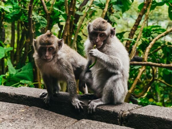 From Phuket: James Bond Island Excursion by Longtail Boat - Stop at Fishing Village and Lunch
