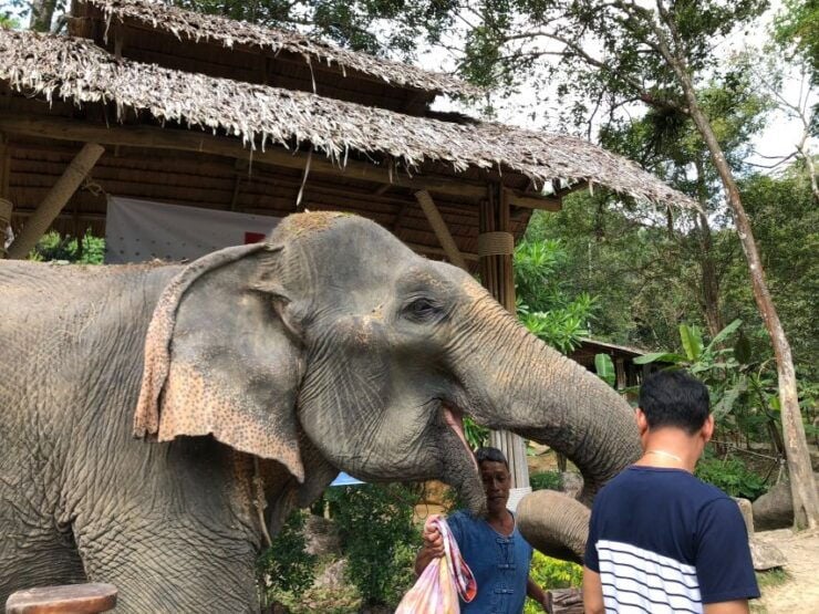From Phuket & Khao Lak: Elephant Care With Waterfall Visit - Experience Highlights