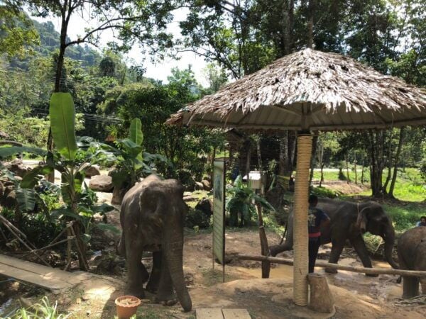 From Phuket & Khao Lak: Elephant Care With Waterfall Visit - The Sum Up