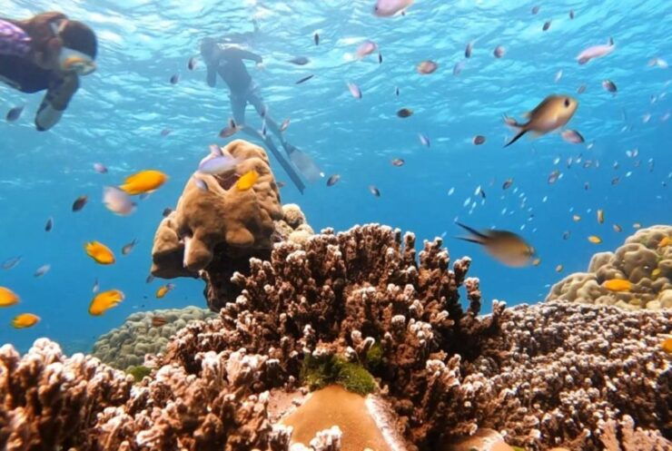 From Phuket/Khao Lak: Similan Day Trip by Speedboat Charter - Activity Highlights on Similan Islands