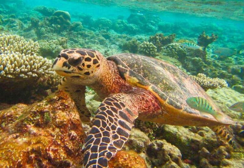 From Phuket/Khaolak: Similan Islands Early Bird Day Trip - Itinerary Highlights