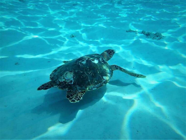 From Phuket/Khaolak: Similan Islands Early Bird Day Trip - Important Information and Recommendations