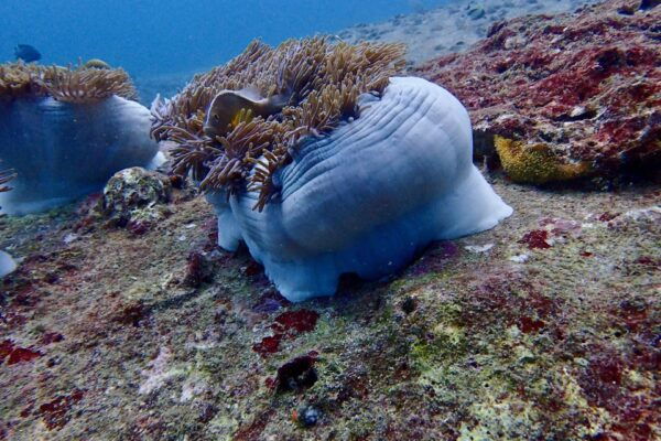 From Phuket/Khaolak: Surin Islands Snorkeling Day Trip - Common Questions