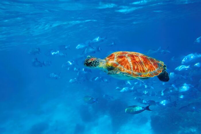 From Phuket or Khaolak : Similan Islands Day Trip - Tour Program Contingencies