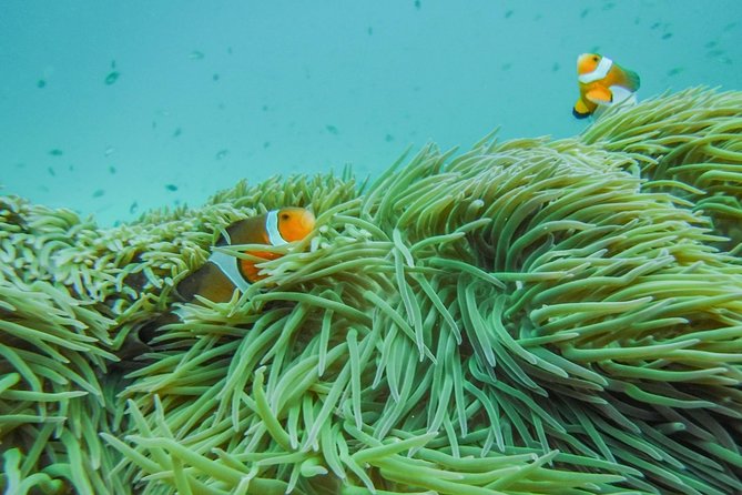 From Phuket or Khaolak: Similan Islands Full-Day Boat Trip - Snorkeling and Diving Opportunities