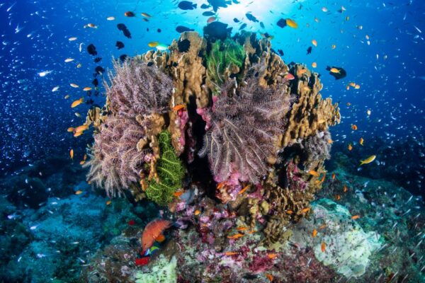 From Phuket or Khaolak: Similan Islands Snorkeling Day Trip - Enjoying a Thai Buffet Lunch