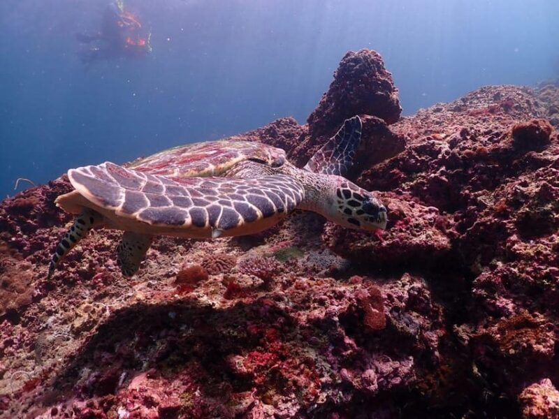 From Phuket: Phi Phi Islands Speedboat Tour - FAQ