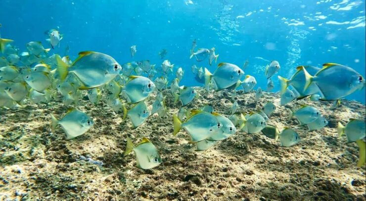 From Phuket: Phi Phi, Maya, and Khai Islands Boat Trip - Highlights