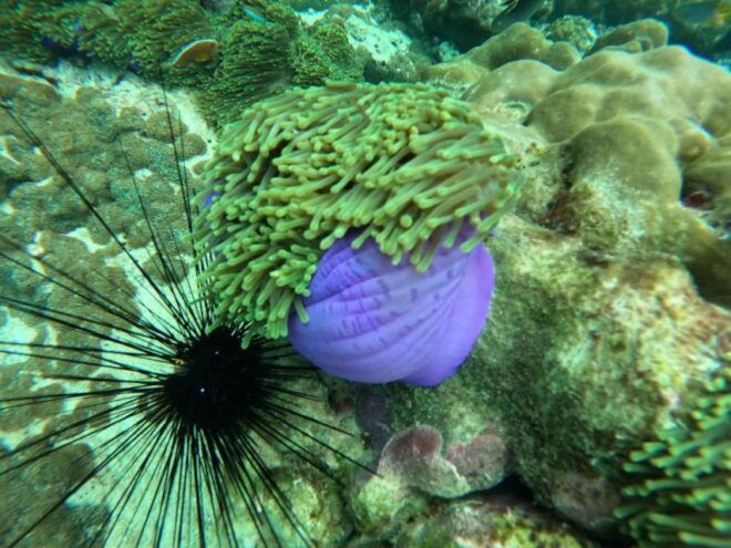 From Phuket: Phi Phi, Maya, and Khai Islands Boat Trip - Product Details