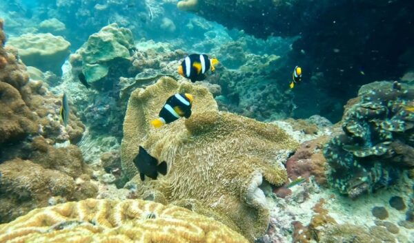 From Phuket: Phi Phi, Maya, and Khai Islands Boat Trip - Value for Money