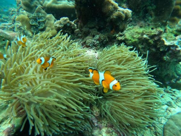 From Phuket: Phi Phi, Maya, and Khai Islands Boat Trip - Common Questions