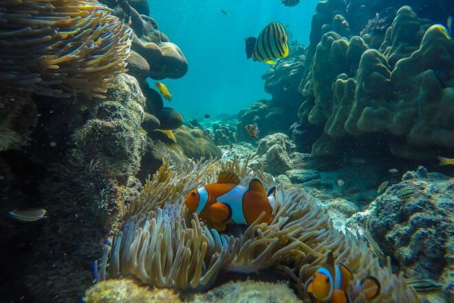 From Phuket: Phi Phi, Maya, Bamboo, & Maiton Island Day Trip - Customer Reviews