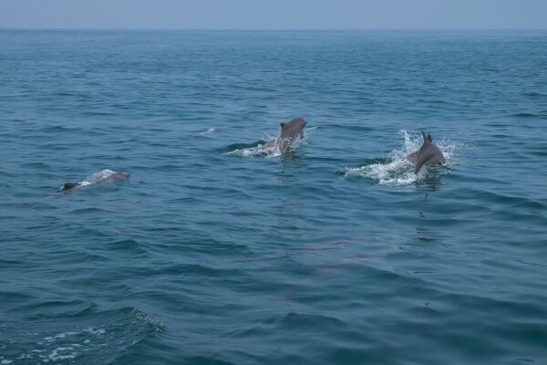 From Phuket: Phi Phi, Maya, Bamboo, & Maiton Island Day Trip - Common Questions