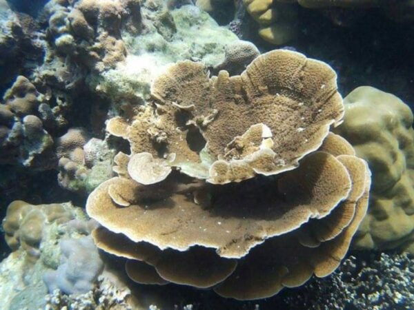 From Phuket: Phi Phi, Maya Bay, & Khai Islands Premium Trip - Transportation