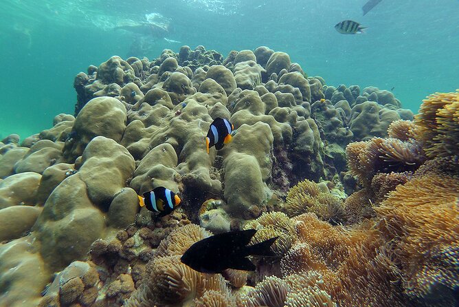 From Phuket Premium Phi Phi, Maya, Khai Islands (BreakfastLunch) - The Sum Up