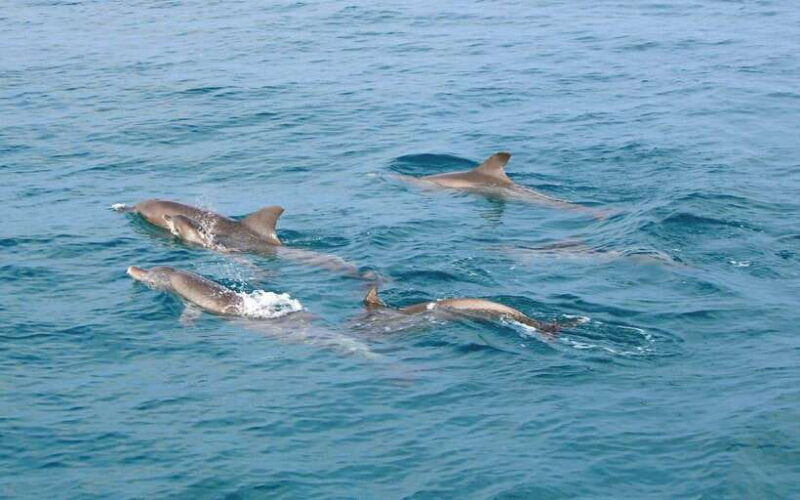 From Phuket: Racha & Maiton Island Dolphin Expedition - Itinerary and Activities