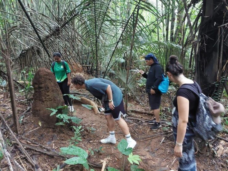 From Phuket: Rainforest and Waterfall Hiking Experience - Pickup Information