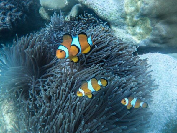 From Phuket: Similan Islands Day Trip - Helpful Reviews and Verified Booking