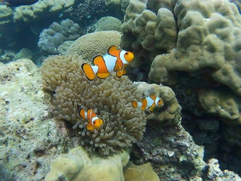 From Phuket: Similan Islands Luxury Trip by Speed Catamaran - Should you book the Similan speed-catamaran trip?