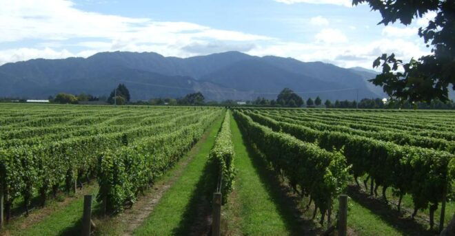 From Picton: CRUISE SHIP Wine Tour Shore Excursion - Related Tours