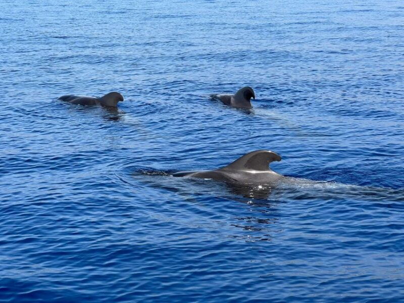 From Playa San Juan: Whale Watching, Gigantes, and Masca Bay - Itinerary Highlights