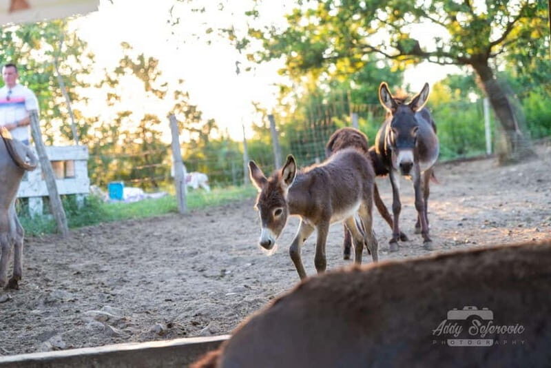 From Podgorica: Donkey Farm Visit - Good To Know
