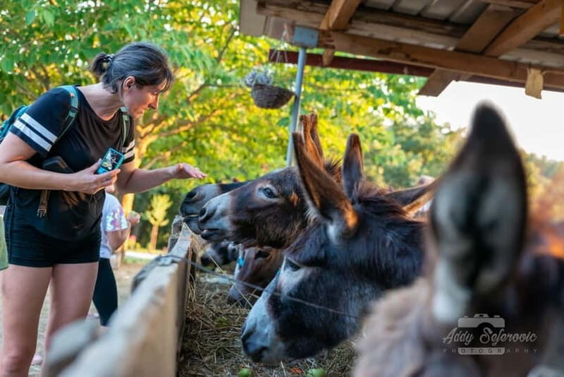 From Podgorica: Donkey Farm Visit - An In-Depth Look at the Donkey Farm Experience